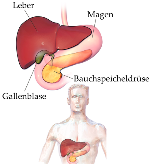 Mehr über den Artikel erfahren Blähungen als Symptom bei entzündeter Bauchspeicheldrüse